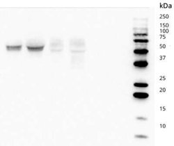 CD82/Kai-1 Mouse anti-Human, Clone: TS82b, Novus Biologicals 200 &mu;g;